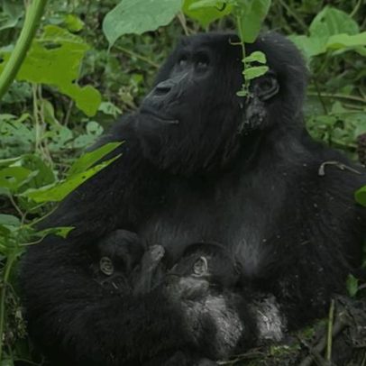 Gêmeos de gorilas-das-montanha nascem na RDC
