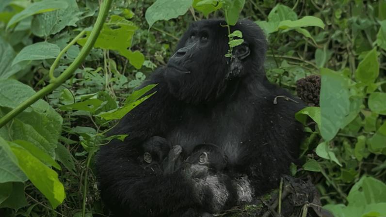 Gêmeos de gorilas-das-montanha nascem na RDC