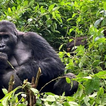 Comportamento de primatas do mesmo sexo ligado a pressões ecológicas e sociais