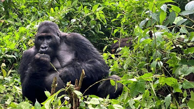 Gorilla montage