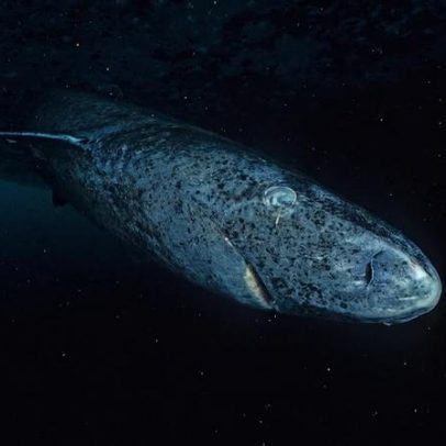 Tubarões-do-Greenland mantêm visão funcional apesar da longevidade