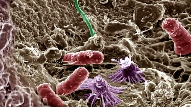 Soil microbes. Invisible to the naked eye, microbial communities play a huge role in planetary processes, such as nutrient cycling, and are vital to ecosystem and human health.