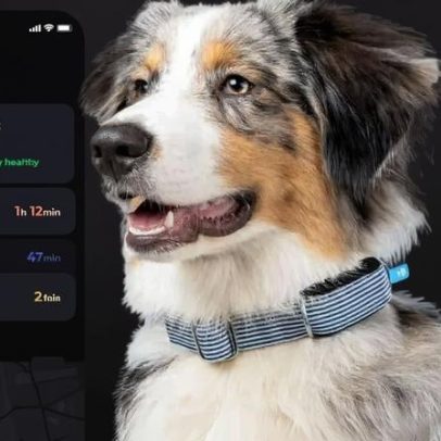 Tecnologia vestível para pets amplia cuidados diários