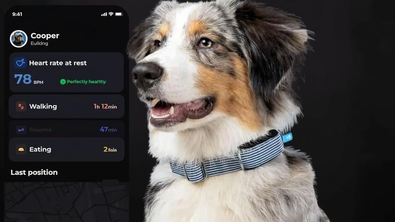 Tecnologia vestível chega aos pets e amplia cuidados do dia a dia