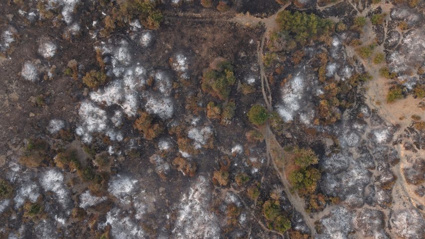 A drone view shows trees burnt by wildfires, in Cholila, in the patagonian province of Chubut, Argentina, January 29, 2026. REUTERS/Gonzalo Keogan