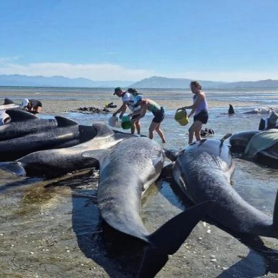 Baleias encalham em Farewell Spit, Nova Zelândia; seis morrem