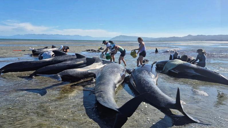 Baleias encalham em Farewell Spit, Nova Zelândia; seis morrem