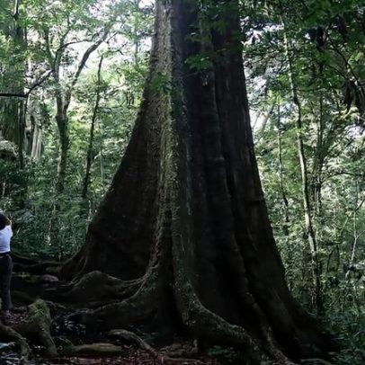 Muitas plantas africanas caem na armadilha de não avaliadas da IUCN