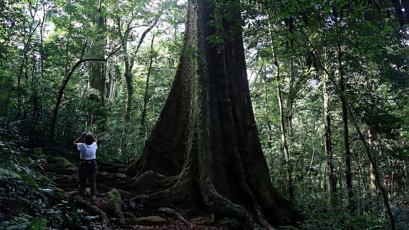Muitas plantas africanas caem na armadilha de não avaliadas da IUCN