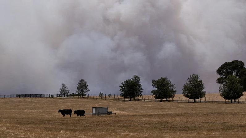 Cows stand in a field as smoke from the Longwood bushfire rises above the tree tops, as out-of-control fires burn across Victoria, Australia. AAP/Joel Carrett via REUTERS