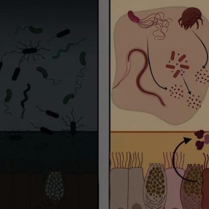Proteína do trato gastrointestinal pode neutralizar várias bactérias