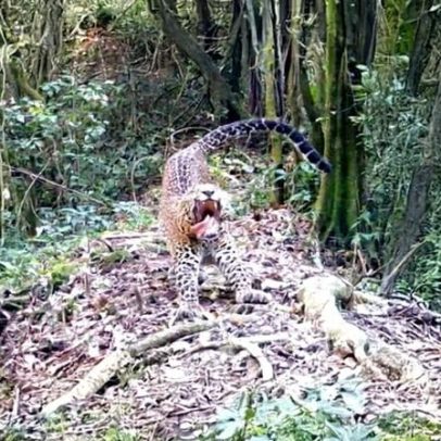 Cinco detidos por suposta caça em habitat do leopardo-javanês