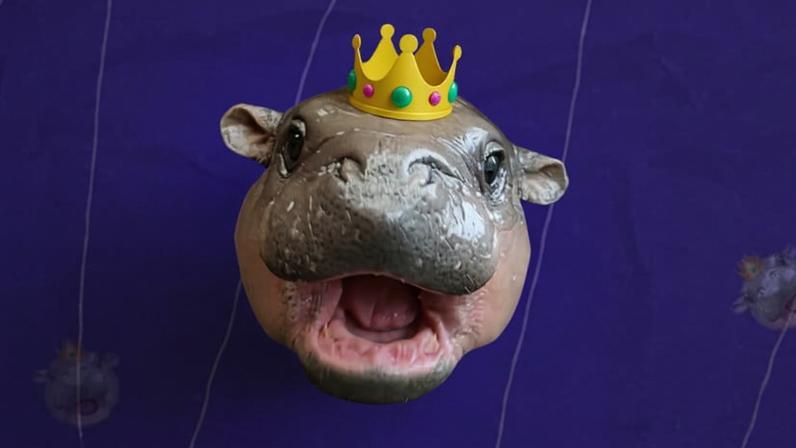 Moo Deng meme collage