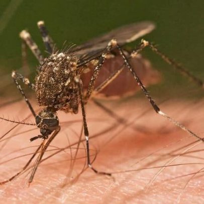 Mosquitos na Mata Atlântica do Brasil preferem sangue humano
