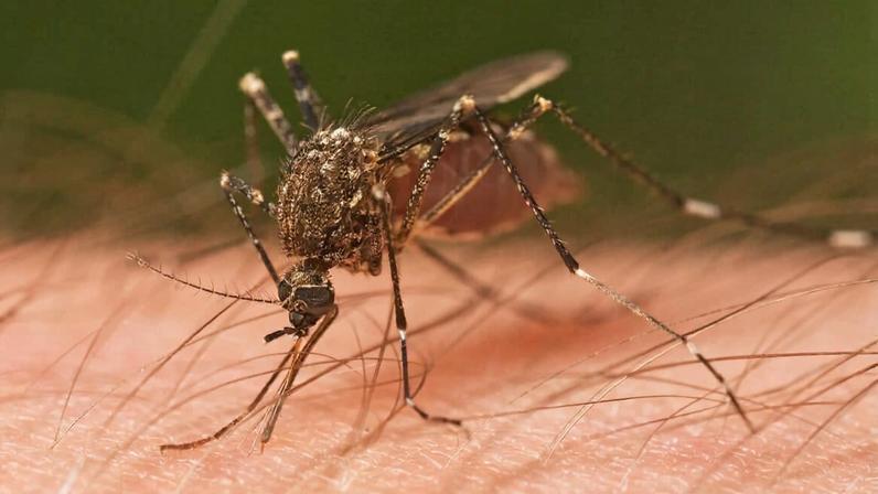 A mosquito feeds on a human host. Photo by JJ Harrison via Wikimedia Commons (CC BY-SA 3.0).