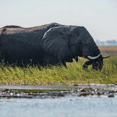 Pântano crítico em Angola recebe reconhecimento Ramsar formal