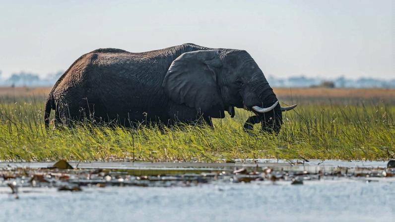 In a remote part of Angola’s highlands, a critical natural reservoir or “water tower” has been recognized as a wetland of international importance. Known to locals as lisima lya mwono, or “source of life,” the area supplies water to the region’s most important rivers and supports unique native wildlife.