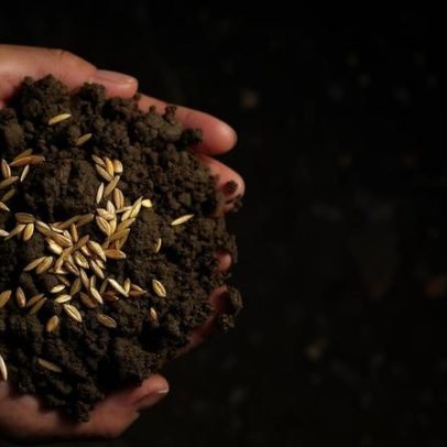 Como plantar boas sementes espirituais para colher em 2026