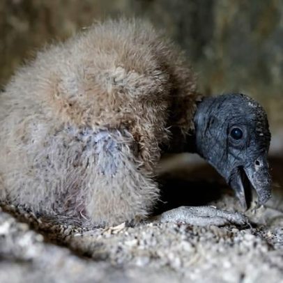 Três filhotes de condor-andino nascem na Colômbia, próximo da extinção local