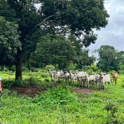 Silvopastagem avança na Amazônia; pode reduzir a pegada de carbono da carne?