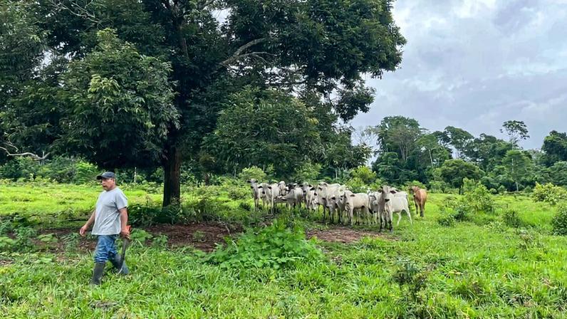 Silvopastagem avança na Amazônia; pode reduzir a pegada de carbono da carne?