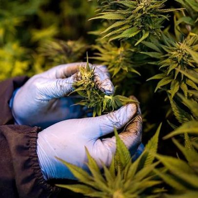 Anvisa aprova ampliação do uso da cannabis medicinal no Brasil