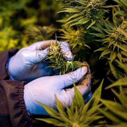 Anvisa discute regras para produção de cannabis no Brasil