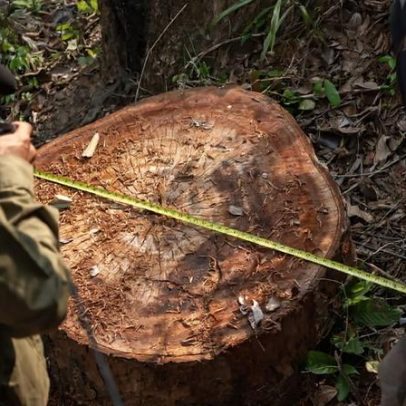 Prevenção de crimes ambientais avança para o cenário diplomático