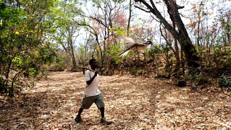 A honey-hunter from northern Mozambique, with a greater honeyguide. Image courtesy of David Lloyd-Jones and Dominic Cram.