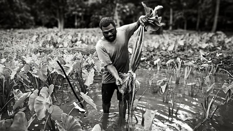 Food security activist Richard Rojo in his taro garden in Vanuatu. Image courtesy of Monica Kidd.