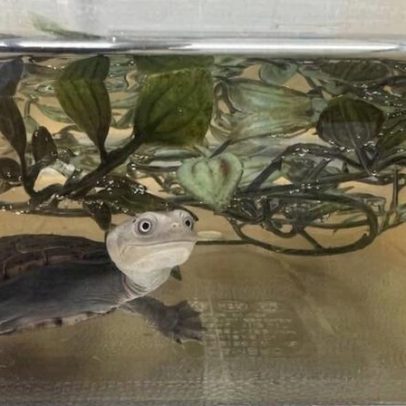 Último exemplar de tartarugas asiáticas encontra refúgio nos pinhais da Carolina