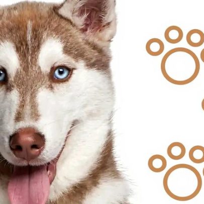 As 12 raças de cães mais populares entre cães atletas