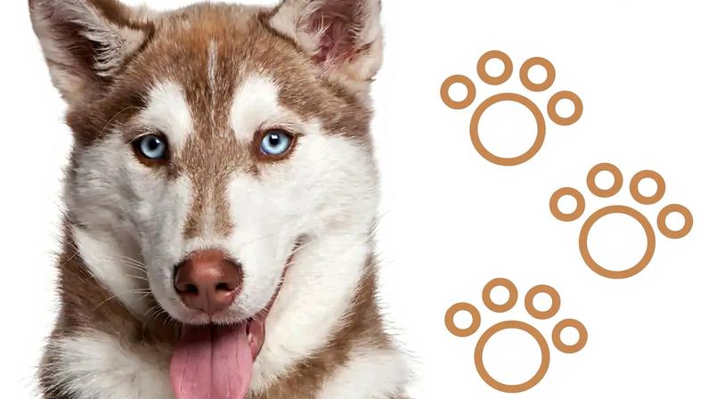 As 12 raças de cães mais populares entre cães atletas