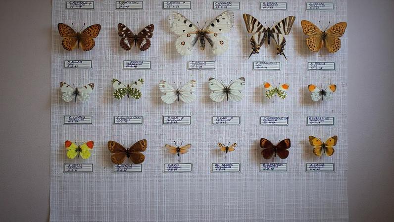 Imagem de uma coleção de borboletas.