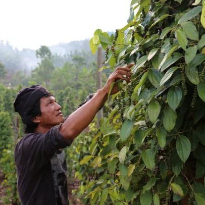 Preocupação de agricultores de Sulawesi com expansão de mineradora de níquel