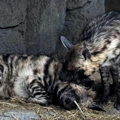 Zoológico de Kyiv luta para aquecer animais durante crise de energia