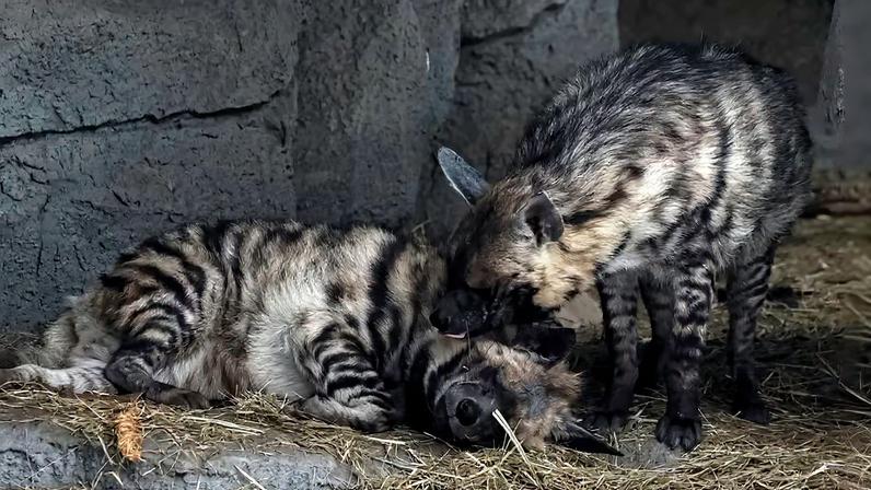 East African striped hyena in an aviary in zoo in Kyiv