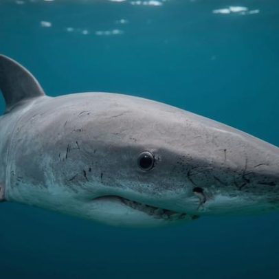 População de tubarões brancos na África do Sul preocupa pesquisadores