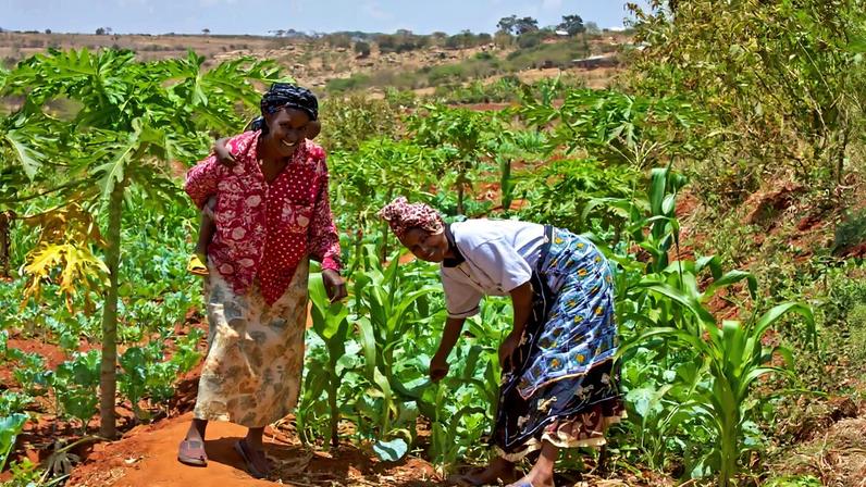 Farmers on a 1.6-hectare (4-acre) plot of oranges, avocado, maize and vegetables in Kenya.