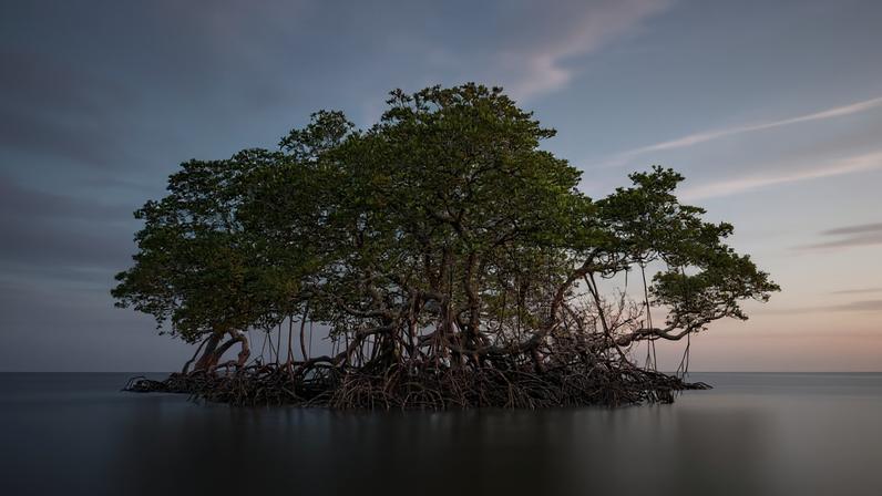 Democratizar a IA para conservação: entrevista com Schmitt e Beukema da Ai2