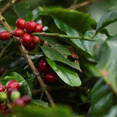 Tensão geopolítica na Colômbia impulsiona cotação do café Arábica