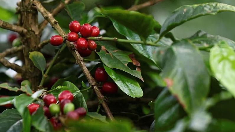 Detalhe de grãos de café amadurecendo no pé