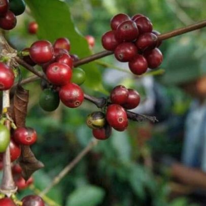 Venda Antecipada da Safra de Café 2026/27 atinge 8% e fica abaixo da média