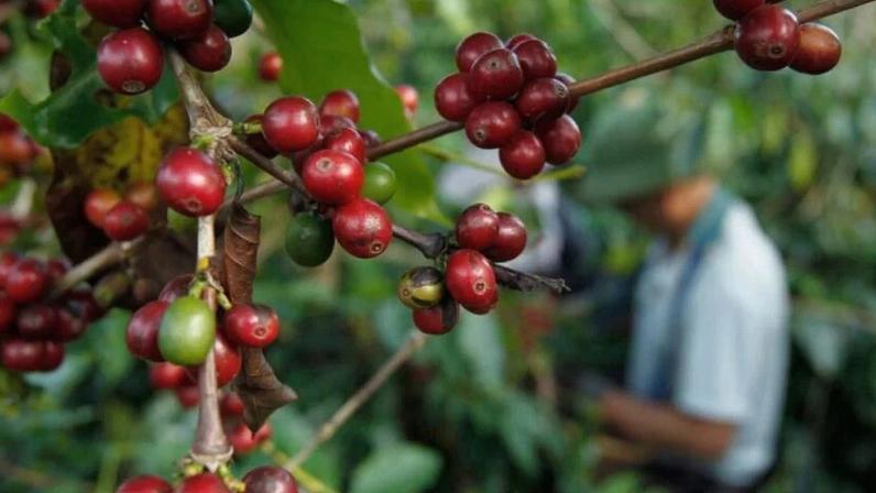 Detalhe de grãos de café na planta