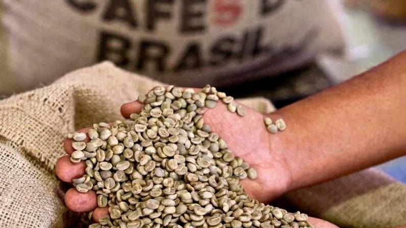 Grãos de café verde