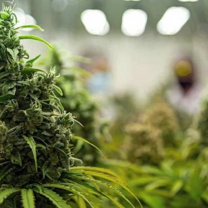 Anvisa aprova cultivo de cannabis e altera base regulatória do setor medicinal