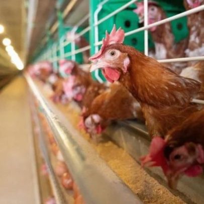 China retoma importação de carne de frango do Rio Grande do Sul