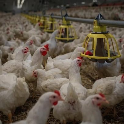 JBS investirá US$ 1,3 bi no México para ampliar produção de frango