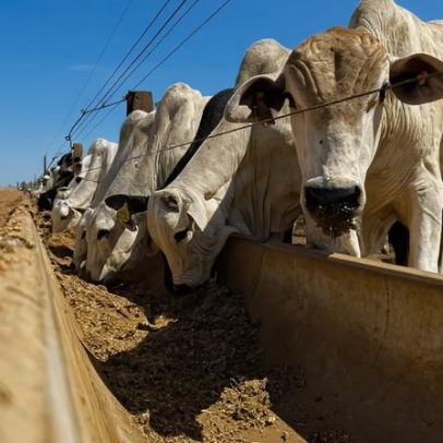 Carne bovina impulsiona exportações e fortalece peso do agronegócio brasileiro