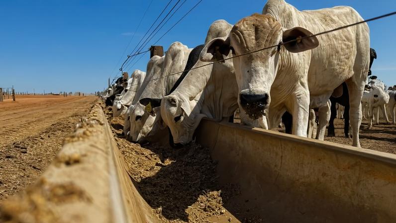 Bovinos de corte em área de confinamento